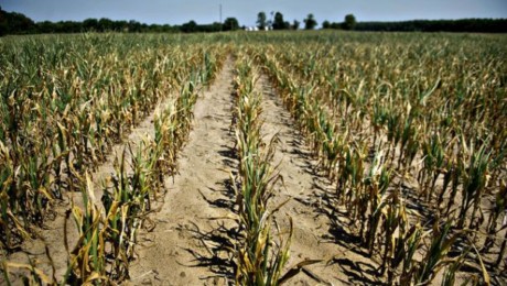 Agricultorii afectati de seceta ar putea primi despagubiri din partea guvernului