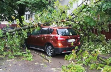 Copacii căzuți peste mașini: cum pot cere despăgubiri șoferii!