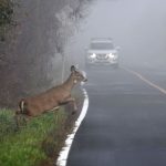Despagubire accident cu animale salbatice. Ce se intampla daca lovesti o caprioara cu masina?