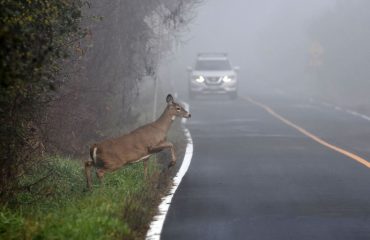 Despagubire accident cu animale salbatice. Ce se intampla daca lovesti o caprioara cu masina? Despagubire accident cu animale salbatice. Ce se intampla daca lovesti o caprioara cu masina?