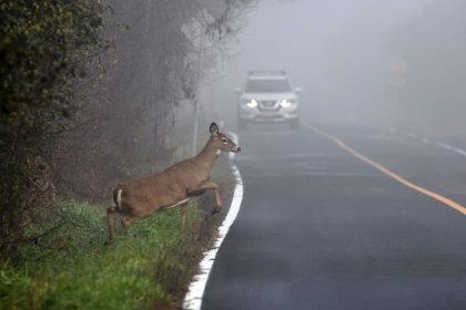 Despagubire accident cu animale salbatice. Ce se intampla daca lovesti o caprioara cu masina? Despagubire accident cu animale salbatice. Ce se intampla daca lovesti o caprioara cu masina?